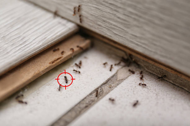 Pest Control for Restaurants in Wernersville, PA